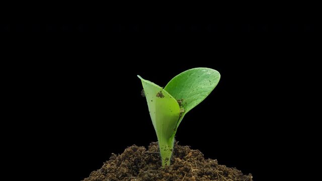 Pumpkin growth time lapse on black background with transparency mask, alpha matte