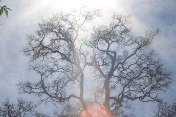 tree and sun glare