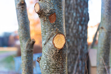 Cut of branches on a tree.