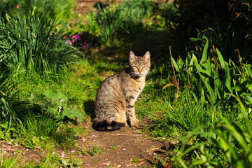 Domestic cat on the path in the garden