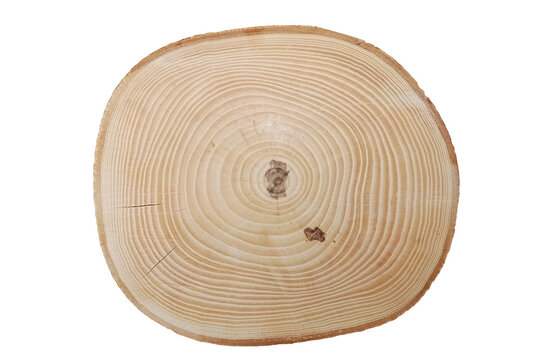 Cross-section of the ash tree trunk with growth rings isolated on white background.
