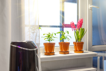 Pink purple hyacinths and indoor decorative peppers on the windowsill in the apartment illuminated by the sunshine from the balcony.