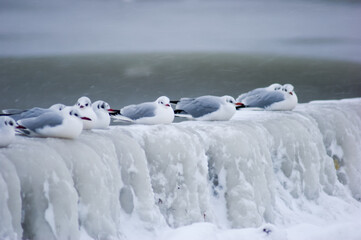 Frozen icy sea and winter beach
