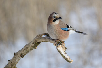 Jay in February