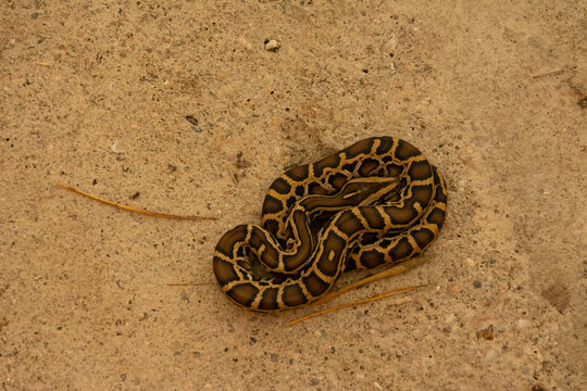 Top view of tiger python on the ground
