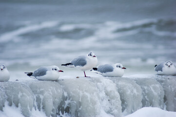 Frozen icy sea and winter beach