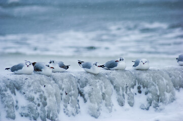 Frozen icy sea and winter beach