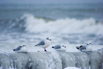 seagulls on the beach