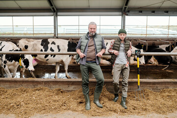 Mature man and teenage boy in workwear standing by large paddock with milk cows