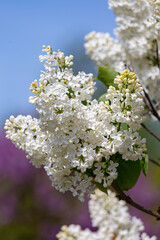 white lilac flowers in spring