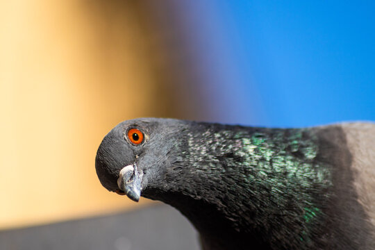 close up of a pigeon. funny looking, tilting its head looking curiously at the camera