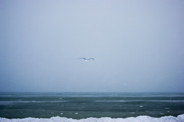 seagulls on the beach winter baltic sea