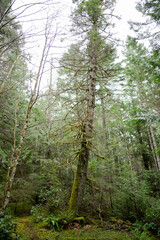 Obraz premium tree in the forest