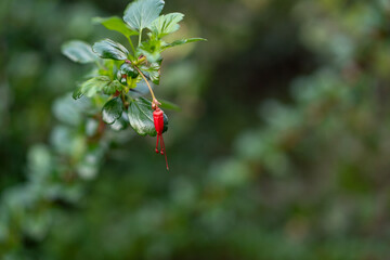 Red Fuschiaflower Gooseberry Flowers