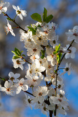 Plum flowers bloom in the morning in soft sunlight
