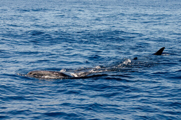 Fototapeta premium whale shark, rhincodon typuson, on the sea surface - Isla mujeres, cancun, mexico 