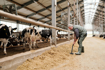 Mature grey-haired male owner of animal farm preparing livestock feed for cows