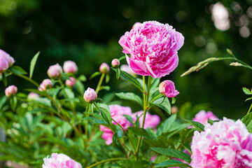 nice peony in the garden