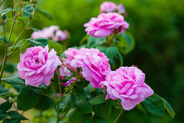 rose flowers in the garden