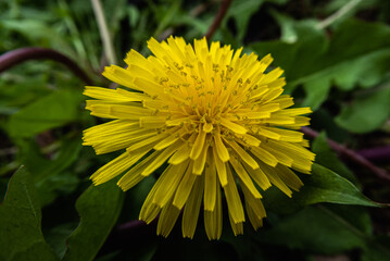 Dandelion