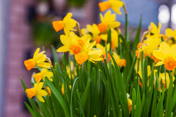 nice spring flowers in the pot