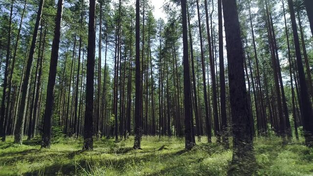 Beautiful pine forest with long trees stems and green grass, sunny summer day, forward drone motion low angle view, Lahemaa National Park woods in Estonia