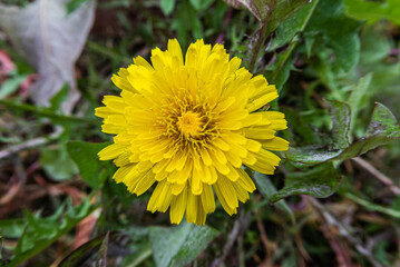 Dandelion