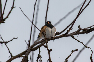 Dark-Eyed Junco on a Tree