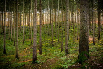 Märchenhafte Stimmung im Sachsenwald