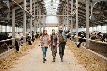 Happy family of father, mother and teenage son walking along paddock with cows