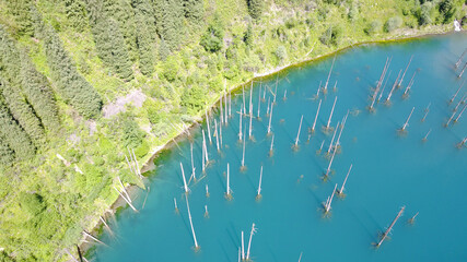 Coniferous trees rise from the depths of a mountain lake. Top view from the drone. On the shore you can see rocks, green forest and grass growing. Kaindy Lake, Kazakhstan. Groups tourists are resting.