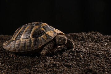 Eastern Hermann's tortoise, European terrestrial turtle, Testudo hermanni boettgeri, turtle on a black background and garden soil