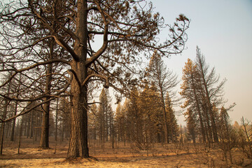 Desolation from the Sheep Fire in Lassen County, Northern California, USA.
