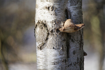 Birken Stamm (Betula pendula) mit einem Birkenporling (Fomitopsis betulina) Pilz Befall an dessen Borke sitzend © darknightsky