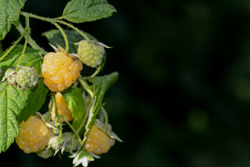 Yellow and green raspberries on the bush in nature