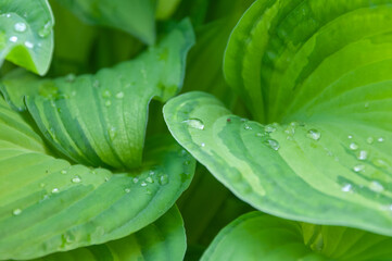 Plakat Full frame shot of green leaf plant hosta with water drops for background
