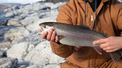An Eagle Lake Rainbow Trout freshly caught and ready to be released. Image was captured at the Lassen County Youth Camp at Eagle Lake in Northern California on an autumn afternoon.