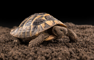 Eastern Hermann's tortoise, European terrestrial turtle, Testudo hermanni boettgeri, turtle on a black background and garden soil