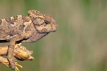 Macro shots, Beautiful nature scene green chameleon 
