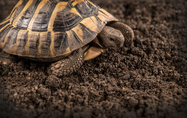 Eastern Hermann's tortoise, European terrestrial turtle, Testudo hermanni boettgeri, turtle on a black background and garden soil