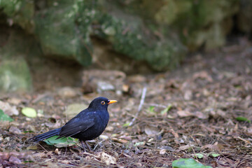 Obraz premium Male common blackbird (Turdus merula) in profile on leaf litter. Unfocused background of stones with moss.