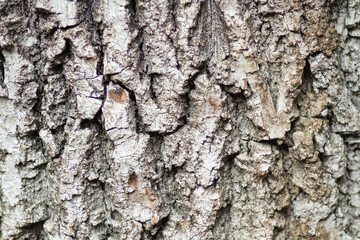 tree bark texture. Horizontal format.