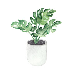 Watercolor home plants illustrations Home gardening hand drawn hand painted clip art isolated on white For greeting cards, invitations, pattern element Eco green life Home decor Potted plant Biophilia