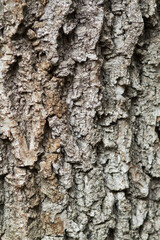 tree bark texture. Vertical format.
