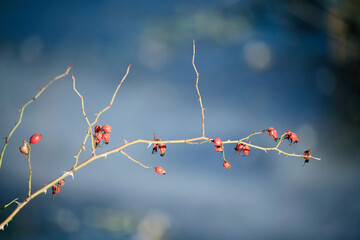 Hagebutten an einem Ast mit Dornen zur winterlichen Jahreszeit