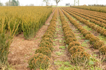 Boxwood field outdoor farm in row