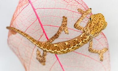 Macro shots, Beautiful nature scene green chameleon 