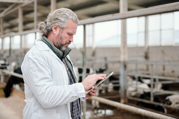Mature grey-haired male owner of animal farm using tablet against paddock