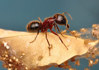 Beautiful Strong jaws of red ant close-up