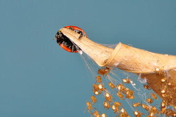 Close up Spider's nest,   Cobweb spider. They started making silk to protect their bodies and their eggs.